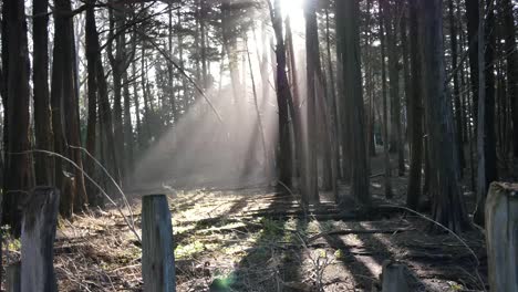 Kalifornien-Fort-Ross-Woods-Und-Lichtstrahlens