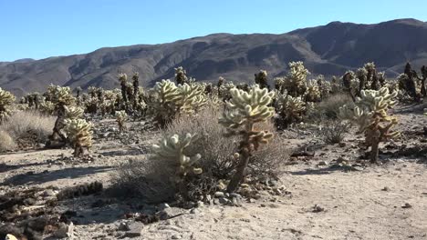 California-Joshua-Tree-Cholla-Cactus-Mass