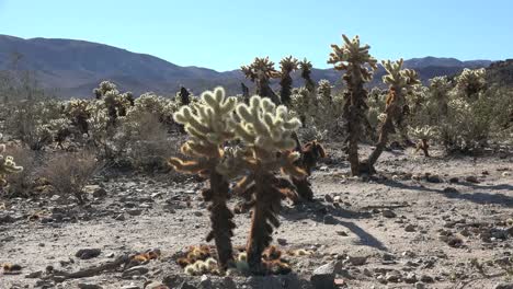 Kalifornien-Joshua-Tree-Cholla-Kaktus