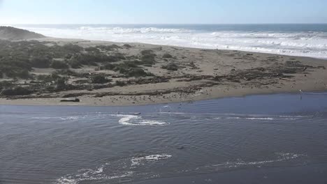 California-Salmon-Creek-Se-Acerca-A-Las-Aves-En-El-Banco-De-Arena