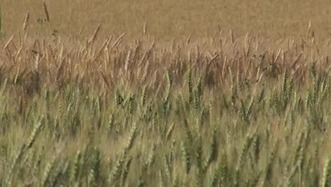 Oregon-Wheat-In-Field.-Panoregon