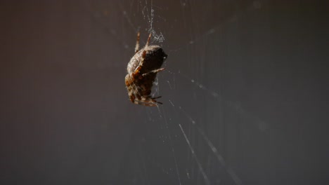 Spinne-Eine-Seitenansicht