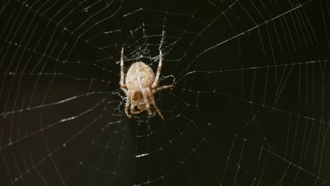 Spinne-Im-Netz-Rückt-In-Den-Fokus