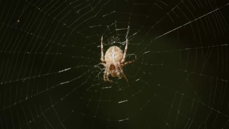 Spider-On-Web