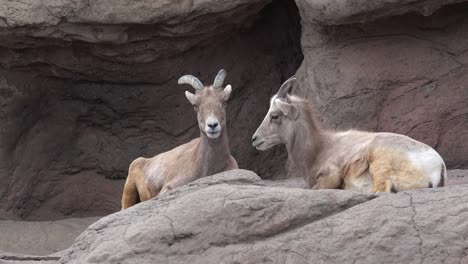 Two-Female-Big-Horn-Sheep