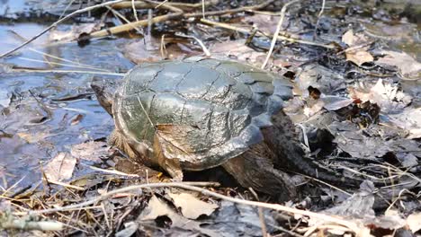 Virginia-Schnappschildkröte-Geht-Ins-Wasser