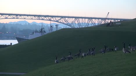 Washington-Seattle-Geese-And-Bridge