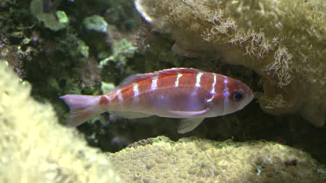 Aquarium-Fish-Orange-And-White