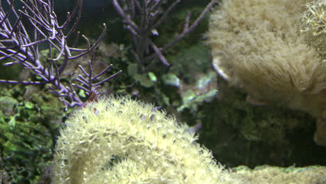 Aquarium-Fish-Swimming-Past-Anemone