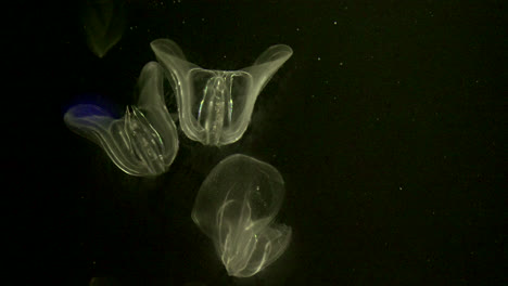 Aquarium-Jellyfish-Floating