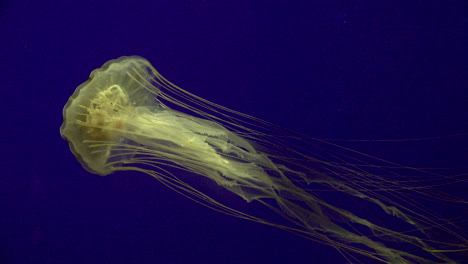 Aquarium-Jellyfish-Swimming