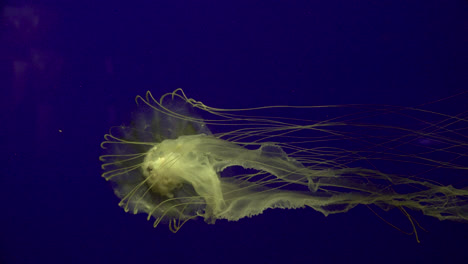 Aquarium-Jellyfish-With-Blue-Background