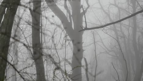Branch-In-Fog-Comes-Into-Focus