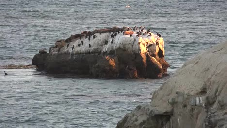 California-Santa-Cruz-Birds-On-An-Offshore-Rock