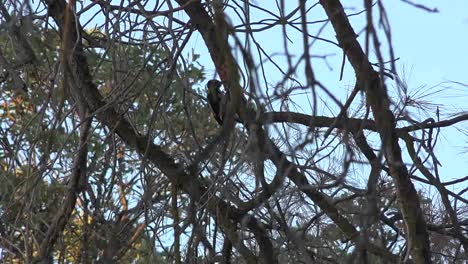 California-Woodpecker-In-A-Tree-Zooms-In