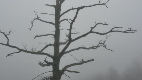 árbol-Sin-Hojas-En-La-Niebla