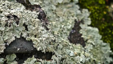 Lichens-On-A-Piece-Of-Wood