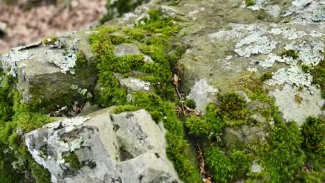 Moos-Auf-Felsen