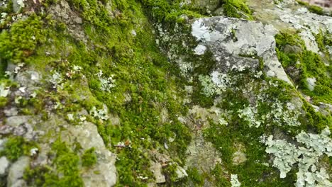 Movement-Across-Moss-And-Lichens
