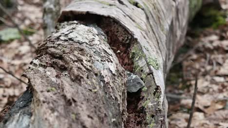 Movement-Along-A-Log