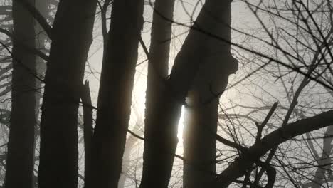 Moves-Past-Sun-Through-Tree-Trunks