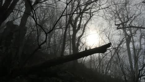 Mysterious-Sun-In-Woods