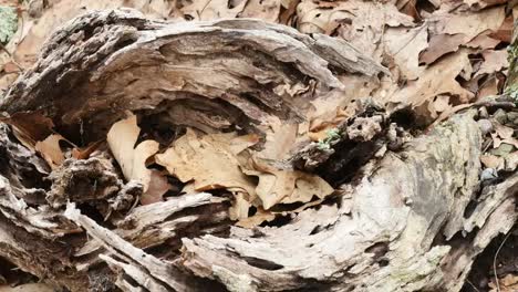 Nature-Dead-Leaves-And-Wood-On-Ground-Zoom-And-Pan