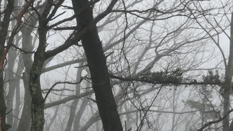 Nature-Branches-In-The-Fog-Pan