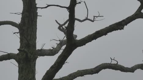 Nature-Detail-Of-Branches-In-Fog-Pan