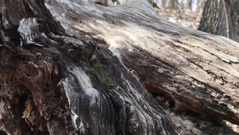 Nature-Fallen-Trees-In-Detail-Pan