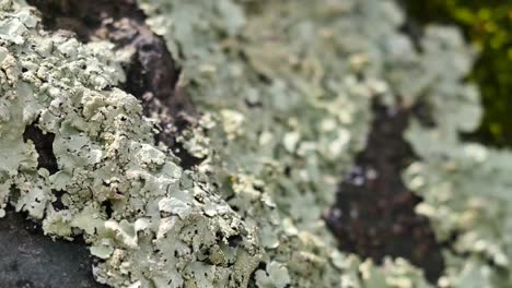Nature-Lichen-Comes-Into-Focus-Pan