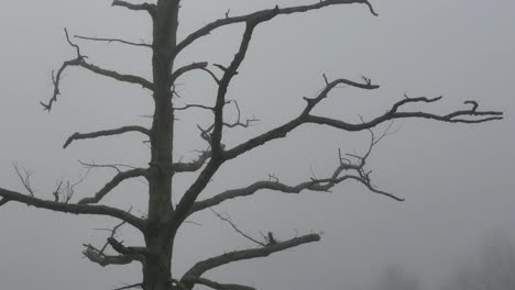 Nature-Tree-On-Foggy-Morning-Tilt