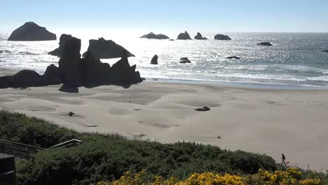 Oregon-Bandon-Yellow-Flowers-Above-Beach-Pan-And-Zoom