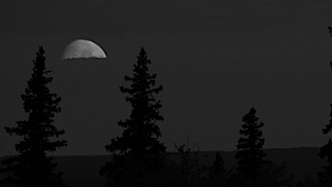 Oregon-Mond-Und-Tannenbäume-Schwenken-Und-Zoomen