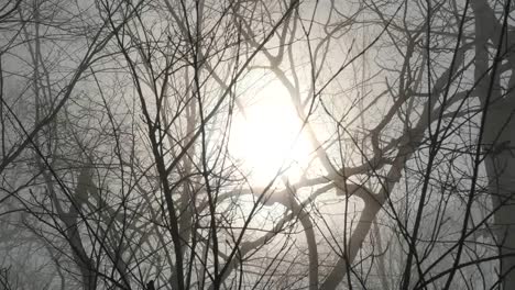 Pans-Sun-Through-Barren-Branches