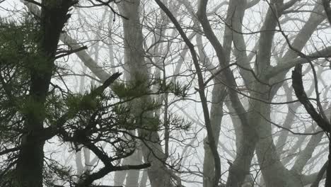 Pine-And-Deciduous-Branches-In-Fog