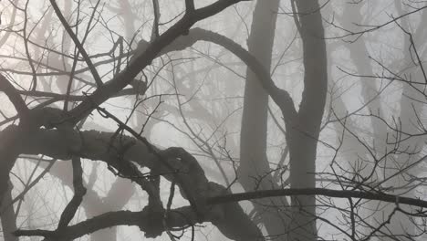Strange-Big-Branches-In-Fog
