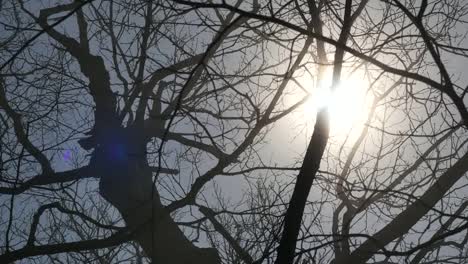 Sun-Shines-Through-Leafless-Branches