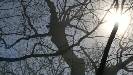 Sun-Shinning-Through-Leafless-Branches