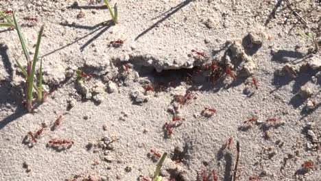 Texas-Gulf-Coast-Fire-Ants-By-Sandy-Hole