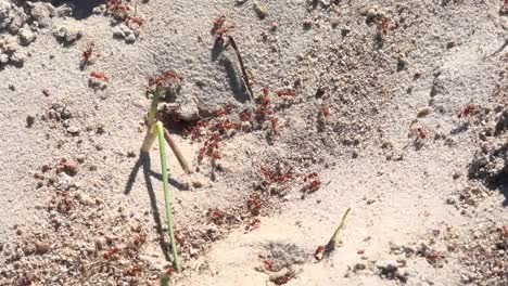 Texas-Gulf-Coast-Fire-Ants