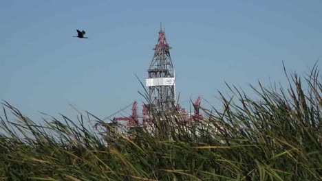 Texas-Gulf-Coast-Reeds-And-Oil-Platform