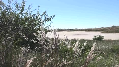 Texas-Port-Aransas-Weeds-And-Tidal-Flat