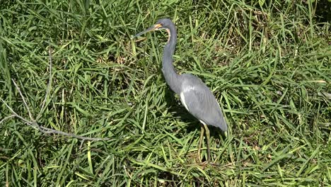 Texas-Tricolored-Heron-Looking-Around