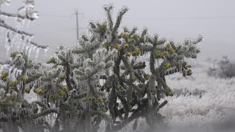 Texas-Eis-Bedeckter-Kaktus