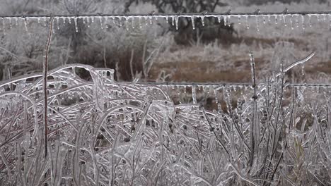 Texas-Icicles-On-Fence-And-Plants