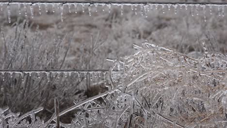Texas-Icicles-On-Fence-And-Vegetation