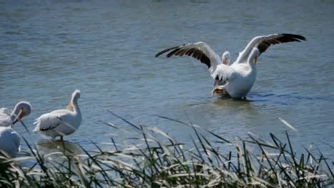 Texas-Pelicans-Flapping-Wings