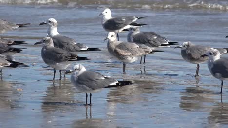 Texas-Sea-Gulls-On-The-Beach