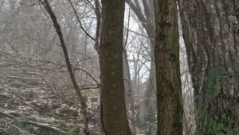 Tree-Trunks-In-Spring-Woods